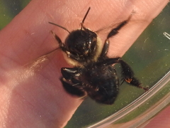 Anthophora abrupta