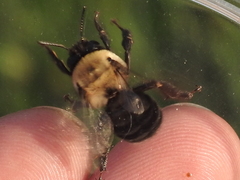 Anthophora abrupta