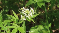 Cardamine leucantha