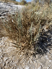 Ivesia kingii eremica