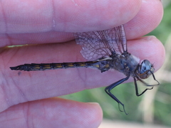 Epitheca petechialis