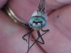 Epitheca petechialis