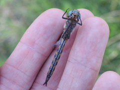 Epitheca petechialis