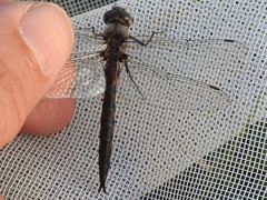 Epitheca petechialis