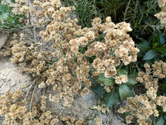 Achyrocline saturejoides