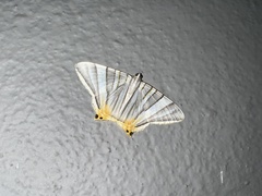 Phrygionis platinata