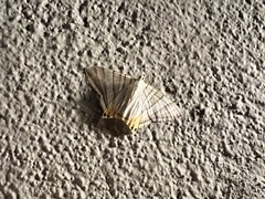 Phrygionis platinata