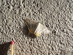 Phrygionis platinata