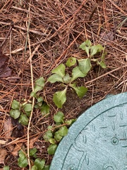 Micranthes virginiensis