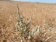 Extriplex joaquinana