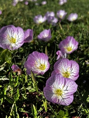 Oenothera speciosa