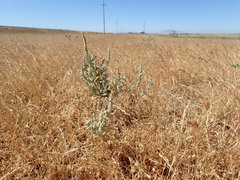 Extriplex joaquinana