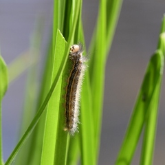 Cisseps fulvicollis