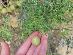 Astragalus crassicarpus