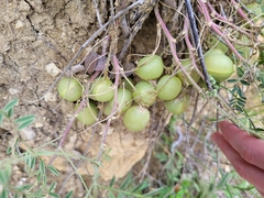 Astragalus crassicarpus