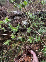 Lonicera villosa