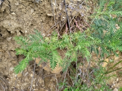 Astragalus crassicarpus