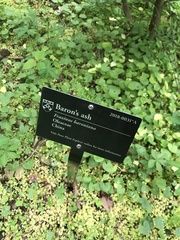 Fraxinus baroniana
