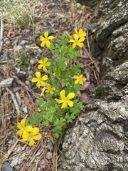 Oxalis colorea