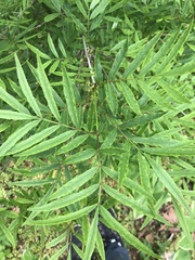 Fraxinus baroniana