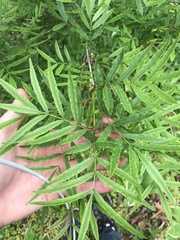 Fraxinus baroniana