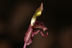 Chiloglottis curviclavia