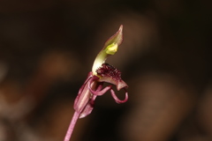 Chiloglottis curviclavia