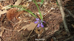 Iris rossii