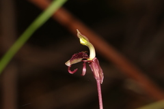 Chiloglottis curviclavia