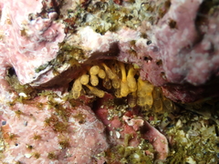 Pycnoclavella stanleyi