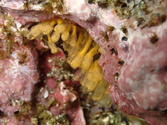 Pycnoclavella stanleyi