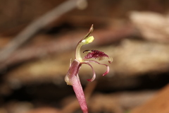 Chiloglottis curviclavia