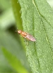 Ectecephala