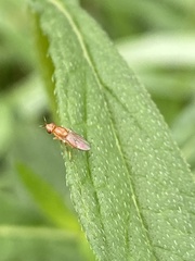Ectecephala