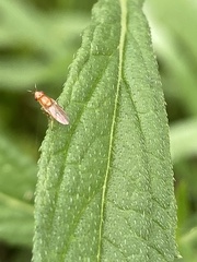 Ectecephala