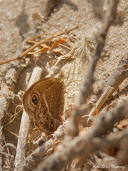 Pampasatyrus gyrtone