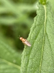 Ectecephala