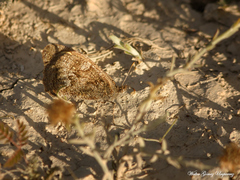 Pampasatyrus yacantoensis