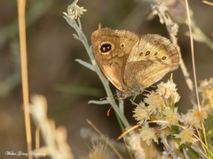 Pampasatyrus gyrtone