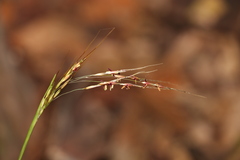 Chrysopogon sylvaticus
