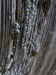 Pseudothelomma occidentale