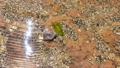 Bunodosoma californica