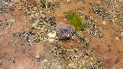 Bunodosoma californica