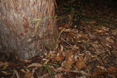 Chrysopogon sylvaticus