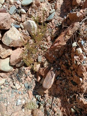 Spergularia pazensis