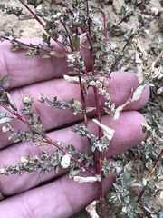 Atriplex pacifica