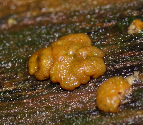Trichoderma viridescens image
