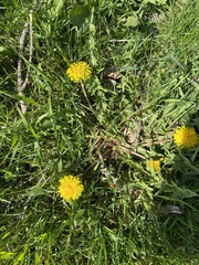 Taraxacum