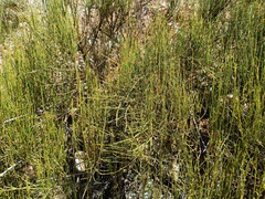 Ephedra americana