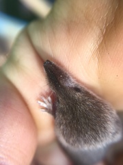 Sorex fumeus